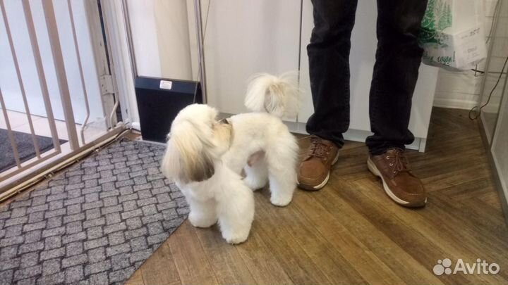 Стрижка животных: собаки, кошки, кролики