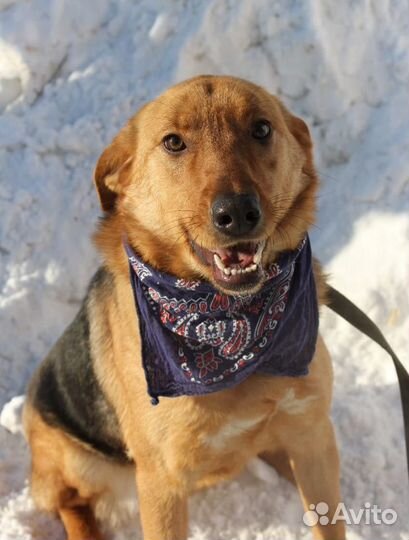 Баффи-рыжее солнышко ищет дом