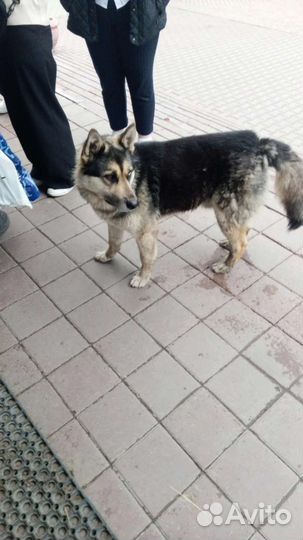 Восточноевропейская овчарка