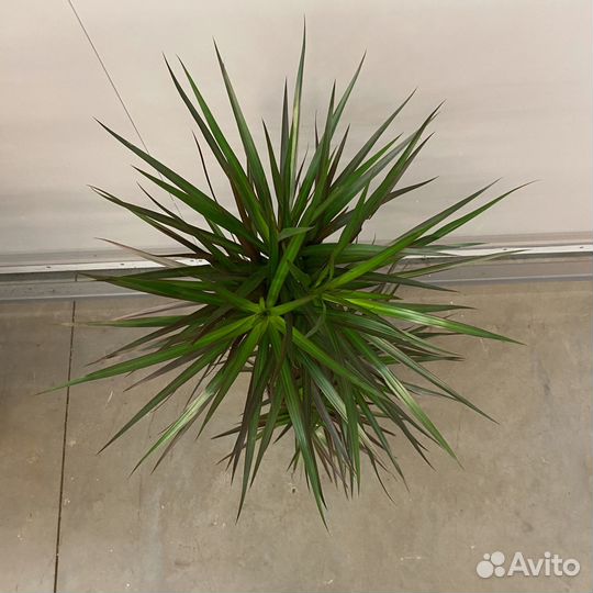 Драцена Маргината Маджента 3 ствола