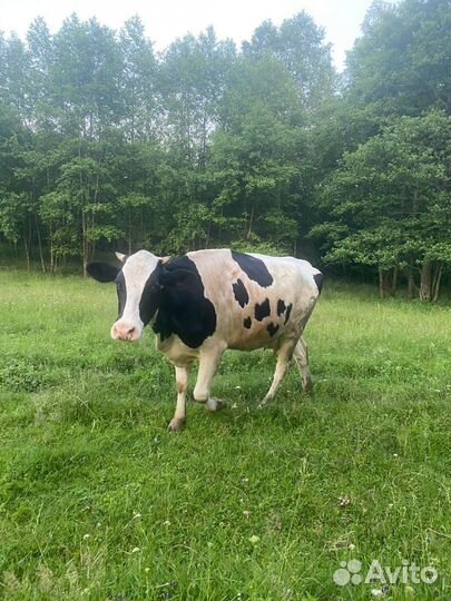 Корова дойная