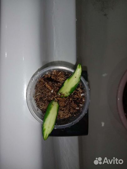 Хойя вайети триколор