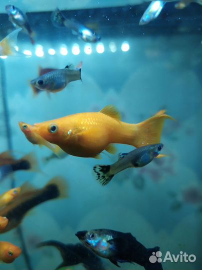 Меченосец лещевидный, молинезии золотые