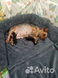 Йоршский терьер