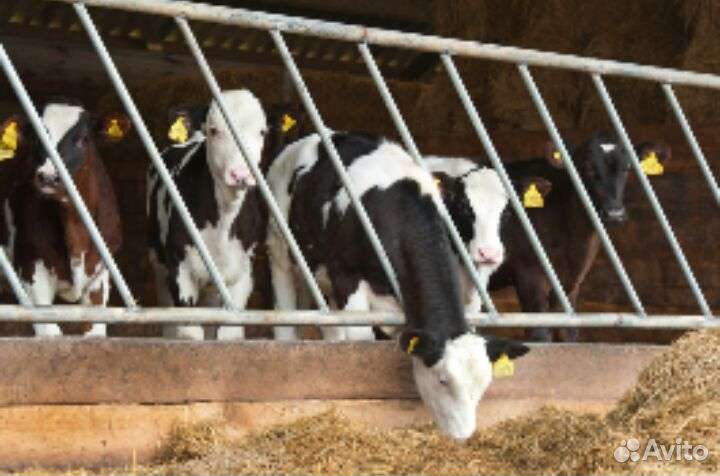 Бычки телята для откорма