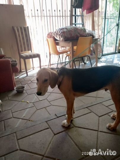 Кобель для вязки русская гончая