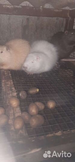 Отдам нутрий