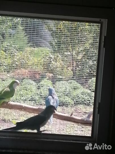 Попугай монах