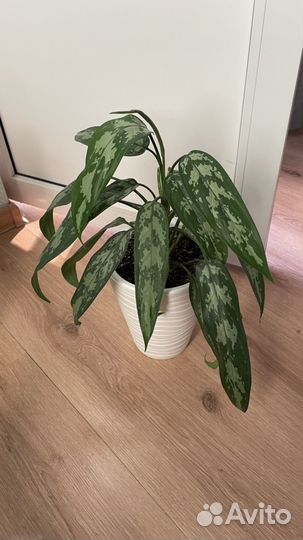 Комнатные цветы