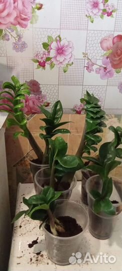 Замиокулькас зензи