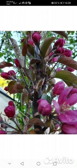 Саженцы краснолистной яблони зкс