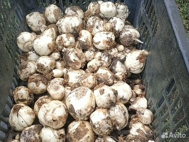 Рябчик императорский