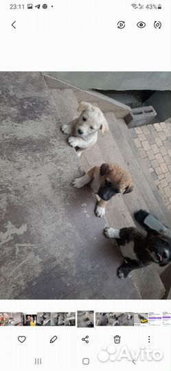 Щенок в добрые руки