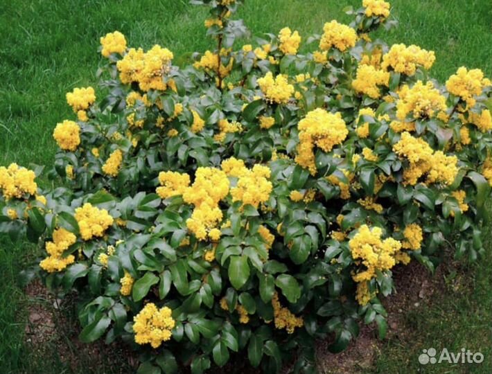 Декоративные деревья и кусты