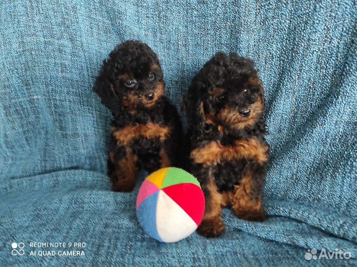 Щенки той пуделя