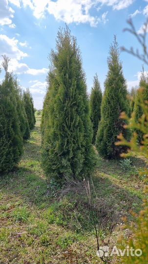 Туя в ассортименте: Смарагд, Брабант, Колумна
