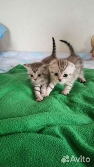 Котята от британки