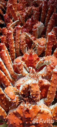 Краб камчатский королевский