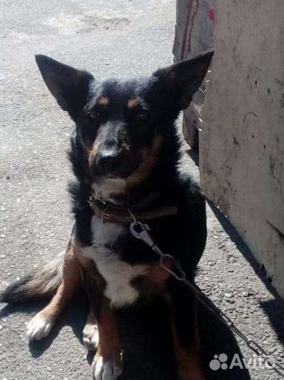 Жулька ищет дом