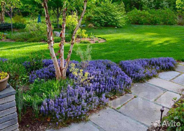 Продаю многолетки