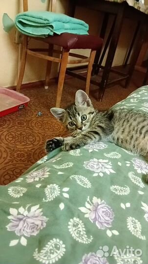 Котëнок