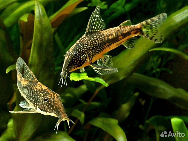 Лорикария красная, Коридорасы:Штерба-голд неон
