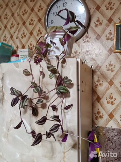 Традесканция