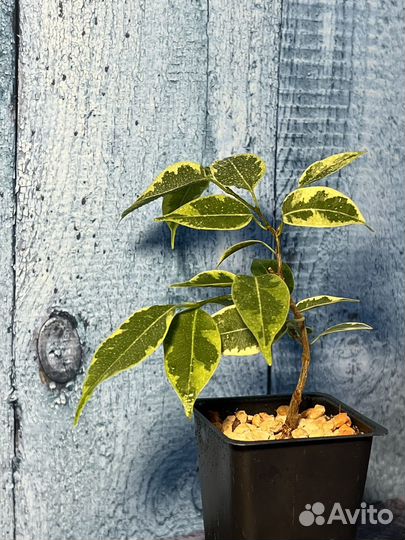 Фикус Benjamina (бенджамина вариегатный)