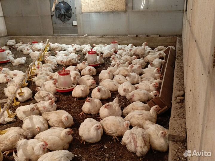 Куры бройлеры