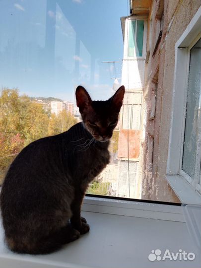Кошка сфинкс браш