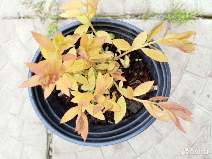 Садовые растения, хвойные саженцы