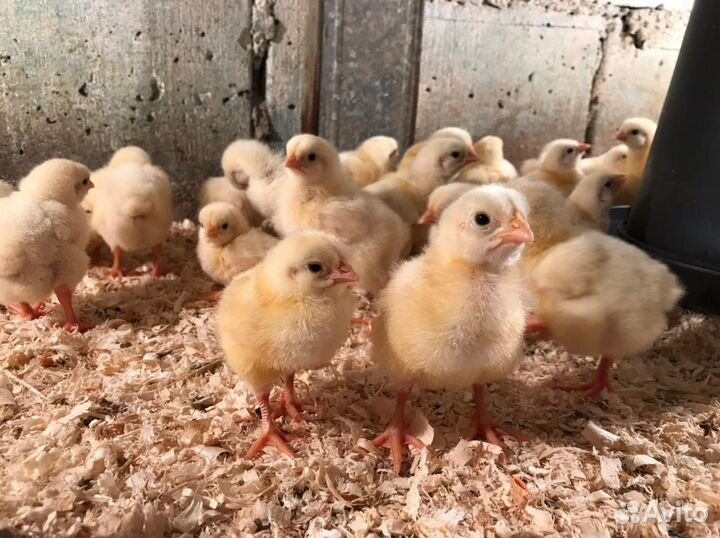 Цыпленок бройлера