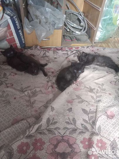 Котята крысыловы