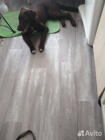 Передержка домашних животных