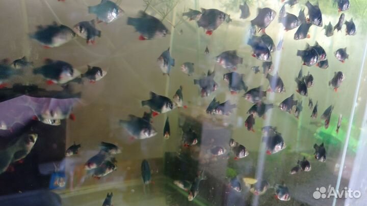 Рыбки меченосцы, сомики, растения продажа и обмен