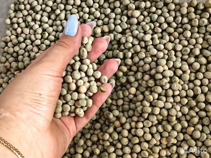 Семена гороха Мадрасс