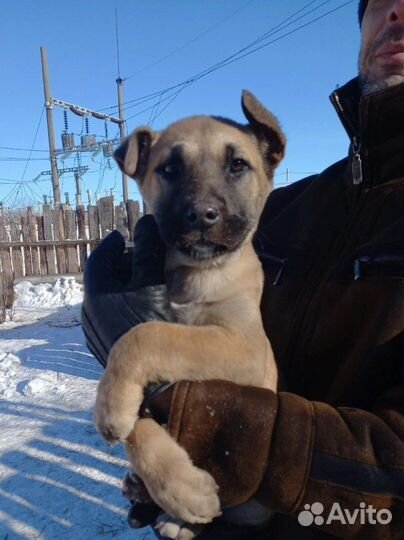 Щенок мальчик