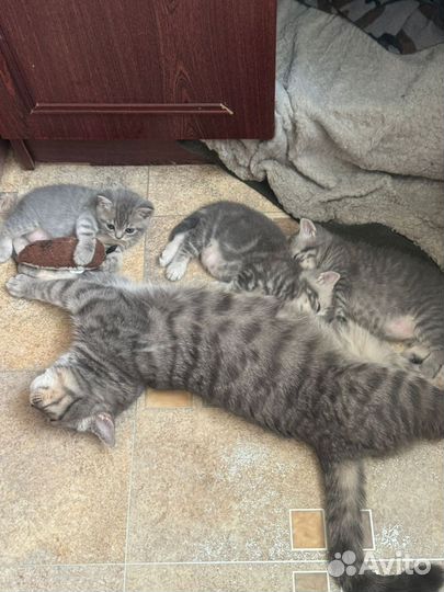 Британская