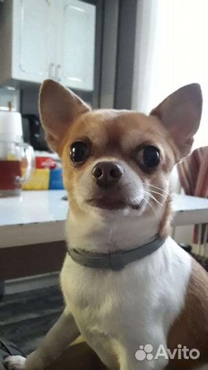 Вязка кобель чихуахуа