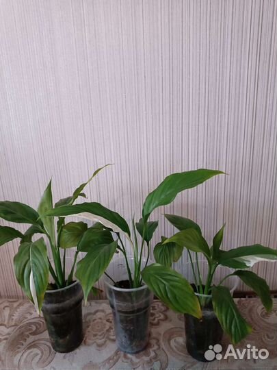 Спатифиллум Пикассо