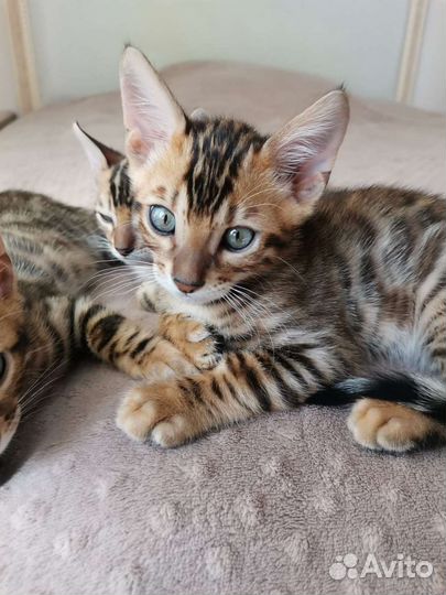 Бенгальские котята