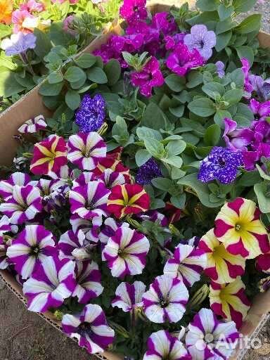 Рассада Петунии Крупноцветковая,вегетативная,ампел