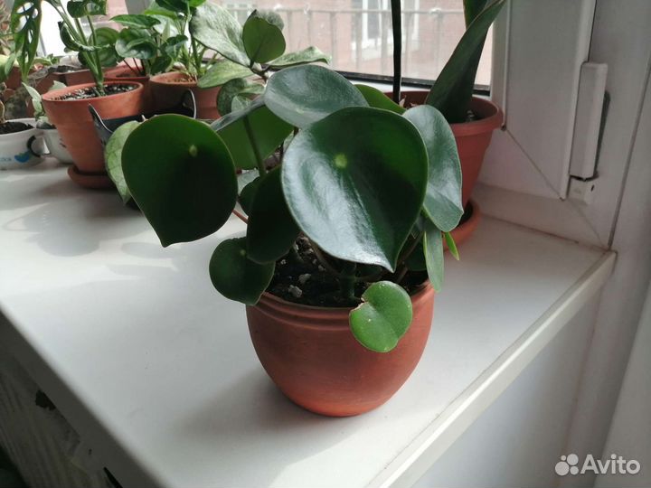 Пеперомия рейндроп