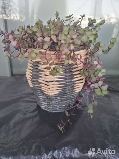 Каллизия в плетеном кашпо