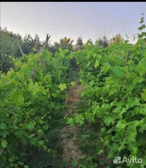 Участок12,5сот(ижс)