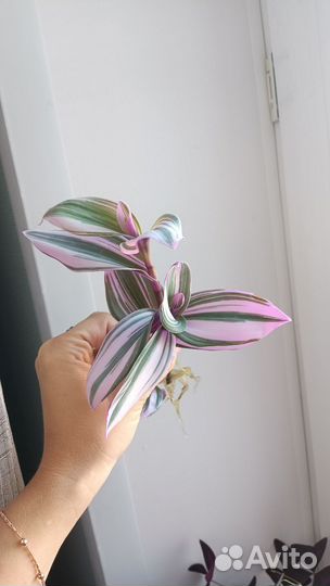 Традесканция Нанук срезы