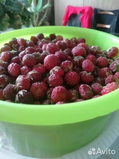 Лесная клубника