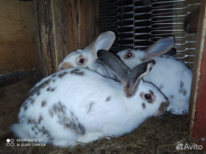 Продаю кроликов
