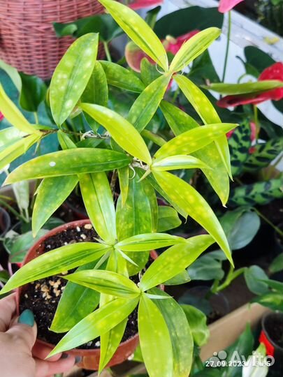 Комнатные растения