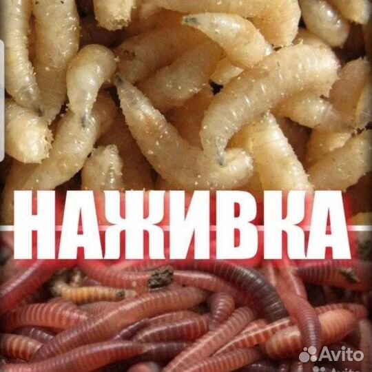 Червь навозный